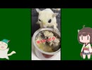 【 #フクロモモンガ 】私の朝ご飯を、餌だと思って盗む子！【 #おはモモンガ 】