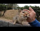 丘の上からモフられに降りてきた野良猫が可愛過ぎる