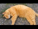 爆睡する猫