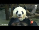 PandapiaLive_2024_09_05