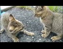 駐車場の子猫兄弟、今日は目薬を差されに向こうから寄って来ました