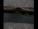 テスト投稿