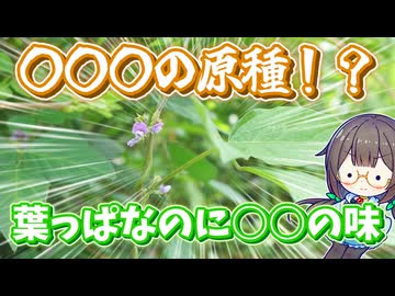 ダイズの原種！　ツルマメの葉っぱをお茶にしたらあの味だった！