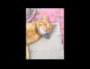 世界の衝撃的映像集Part159