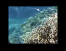 世界遺産奄美沖縄