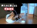 また子猫を移動！今度は長男だけ「母猫の気持ちが分からない」