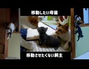 ついに子猫を咥えて移動する母猫を目撃！