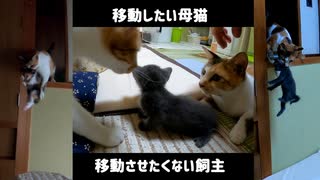 ついに子猫を咥えて移動する母猫を目撃！