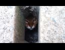 「ニャーン」どこからともなく子猫の鳴き声が。。大変だ子猫が閉じ込められて助けを求めている!