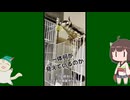 【 #フクロモモンガ 】猫は虚空を見つめることがあると言うけれど！【 #おはモモンガ 】
