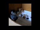 【ショート】覗き見する子猫がかわいい