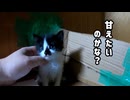 ついに長女も壁を乗り越えて来た！そして飼主にドヤ顔【子猫の脱出】