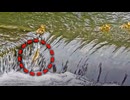 ヒナが魚道に落ちてヤバいかも