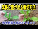 秋冬野菜の成長に差が出る栽培のコツ