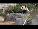 【ローカロリー動画】顧客のニーズを理解したムーブに余念のない人気動物【ジャイアントパンダ】