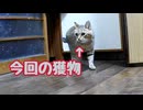 また なんか狩ってきた…【狩り】