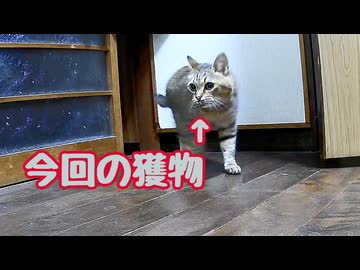 また なんか狩ってきた…【狩り】