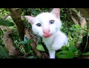 茂みの中で子猫が鳴いていました