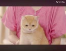 タイのキャットフードのCMが斬新