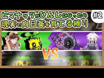 【実況】ヒマナッツがひんしになる度に『現実で向日葵を育てる』縛り #2（BW2版）