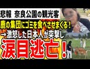 【奈良公園の観光客】鹿にゴミを食べさせるおばさんが現れ大炎上へ！激怒した日本人に詰められ涙目逃走の可能性大でヤバいｗ