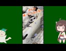 【 #フクロモモンガ 】もう体温調整ができるから大人！と言い張る赤ちゃん！【 #おはモモンガ 】