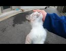 路地裏で出会った子猫の鼻ドリルが強烈過ぎた