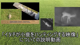 イタチが小鹿をハンティングする映像についての説明