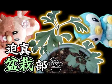 ◇迫真盆栽部　まずうちさぁ…ｲﾁｮｳ…あんだけど…