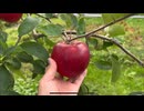 りんごの町