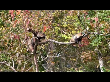 【ローカロリー動画】たぬ木【ホンドタヌキ】