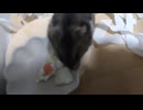 ハムスター飼いました。〜その164〜おはぎちゃんのお誕生日