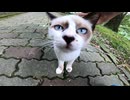 遊歩道を歩いていると子猫がこっちに歩いてきた