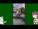 【 #フクロモモンガ 】ご主人、なんでマスクしているの？！【 #おはモモンガ 】