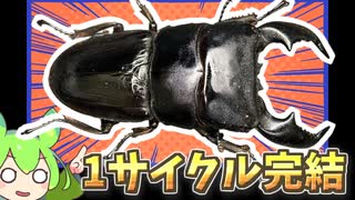 【クワガタ飼育】スマトラオオヒラタ飼育記＃5(完)