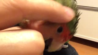 甘えん坊のコザクラインコ