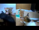 兄子猫に喧嘩を売って勝った妹子猫がこちらです「負けた子猫は脱出し母猫に会いに行く」