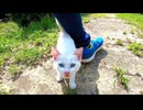 公園を一周してきて再度子猫の所に行ってみたら凄い勢いで駆け寄ってきた