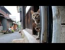 扉の隙間からひょっこり顔を出して様子を伺う子猫が可愛過ぎる