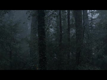 【癒し動画】森に雨が降る音