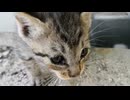 子猫達、遂に地上に現る