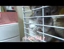 【チンチラ】おねだりがかわいすぎるチンチラさん□【chinchira】