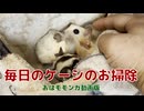 【 #フクロモモンガ 】毎日のケージのお掃除！【 #おはモモンガ 】