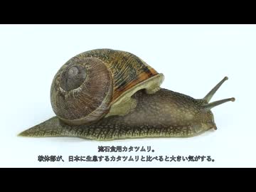 ゆっくりカタツムリ探し　その12