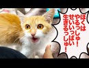 脱水フェネック子猫、1ヶ月の療養の果てに…
