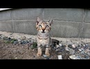 猫島で行われる子猫プロレスが可愛過ぎる