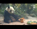 PandapiaLive_2024_09_12