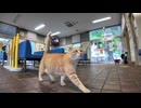 雨の日の切符売場に行くと誰も来ないので寂しがる猫が駆け寄ってくる_1