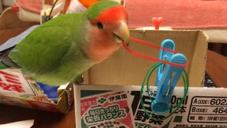 輪ゴムで遊ぶコザクラインコ