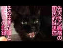 先天性心臓病の黒猫、年の瀬に異常が発生する